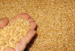 "عصابة السيسي" تستولي على 70 طن قمح في "قنا"