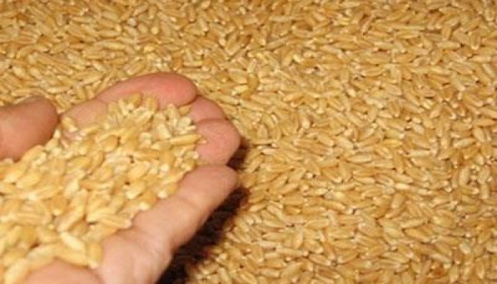 "عصابة السيسي" تستولي على 70 طن قمح في "قنا"