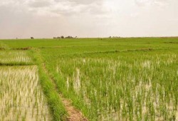 تقرير أمريكي: مصر تتحمل 860 مليون دولار خسائر لفشل السياسات الزراعية