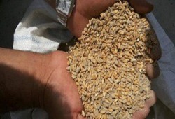 31 عرضًا لتوريد القمح بعد سماح الانقلاب باستيراد "النوع المسرطن"