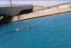 للمرة الثالثة.. ظهور حوت بشواطئ مطروح