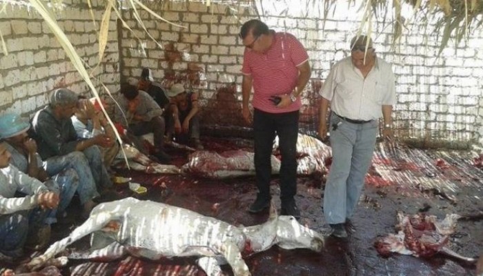 القبض على "جزار ين" أثناء ذبح 13 حمارًا بالقاهرة والمنوفية