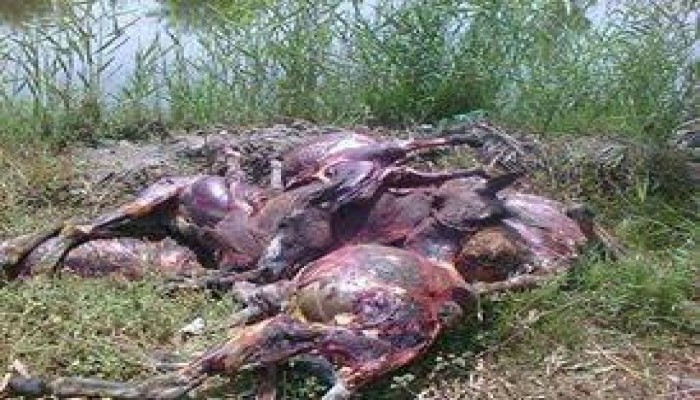اكتشاف الأهالي 43 حماراً مسلوخاً بقرية قلما يثير الغضب بالبحيرة