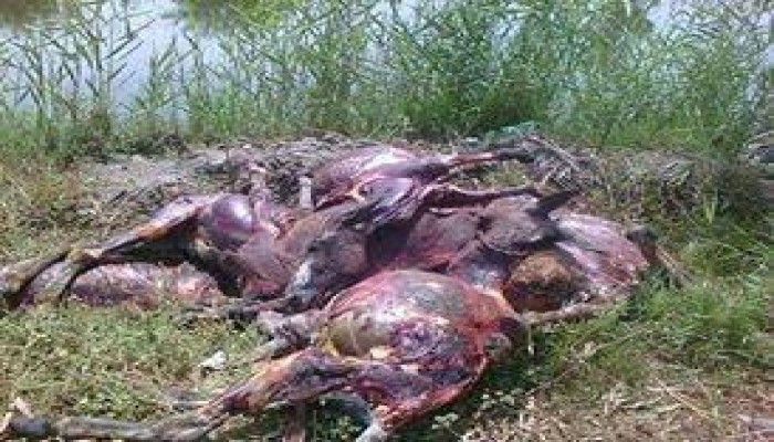 اكتشاف الأهالي 43 حماراً مسلوخاً بقرية قلما يثير الغضب بالبحيرة