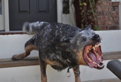 حيوان مجهول يعقر ويصيب 14 طفلا بثلاثة أحياء بالفيوم