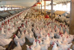الغرف التجارية: ارتفاع أسعار الدواجن والأعلاف واللحوم والأرز 50%