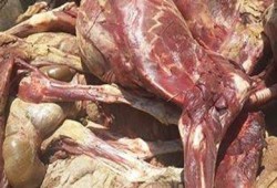 ضبط سيارتين محملتين بـ 8 حمير مسلوخة بالفيوم