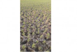 البحيرة : التصحُّر والبوار يجتاحا أراضى أبو حمص.. والأهالي تُعانى من نقص مياه الشرب منذ شهر