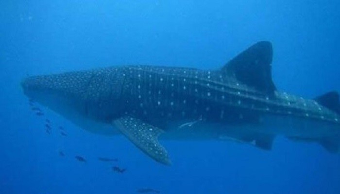 من جديد: ظهور القرش الحوتى بشواطئ مرسى علم