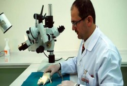 عقار جديد يوقف تدهور دماغ مرضى الزهايمر