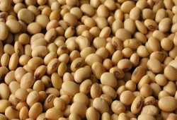 قريبًا.. 100 ألف طن فول صويا "مسرطن" بمعدة المصريين