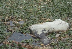 ترعة المحمودية تتحول لمستنقع قمامة وورد النيل