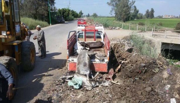 ضبط حمير حيه ومذبوحة داخل سيارة نقل بالغربية
