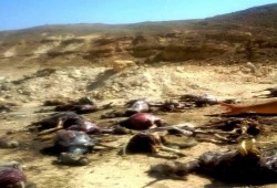 العثور علي 250 حمارًا مذبوحًا بسوهاج