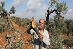 الاحتلال يقتلع أشجار زيتون جنوب بيت لحم