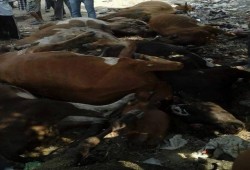 ذعر بين مواطنين بإيتاي البارود بعد تسمم أكثر من 30 بقرة