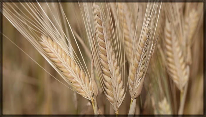 10 فوائد سحرية لشراب الشعير