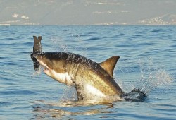 العثور على سمكة قرش عمرها 4 قرون بغرينلاند