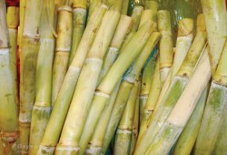 بسبب قوانين العسكر.. انخفاض زراعة "القصب" 30% بالصعيد