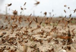 الفاو.. الجراد الصحراوي يغزو مصر وسط تجاهل "الزراعة"