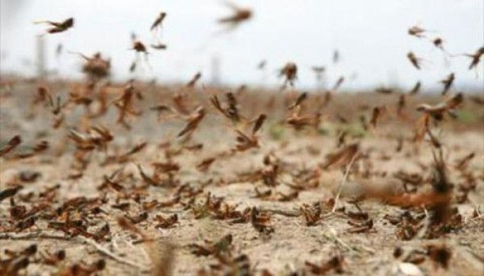 الفاو.. الجراد الصحراوي يغزو مصر وسط تجاهل "الزراعة"