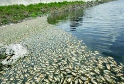 الأسماك النافقة تغزو الأسواق