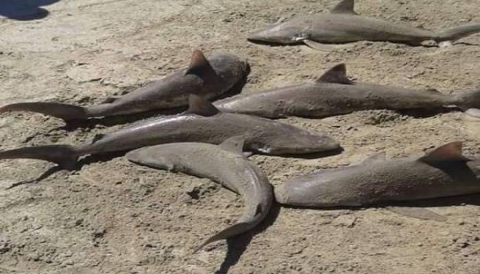 ظهور أسماك قرش في شاطئ بدمياط