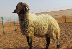 16 معلومة.. شروط الأضحية.. كيف تتعرف على عمرها وطريقة حفظ لحومها؟