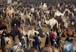 وكالات عالمية : أسواق اللحوم في مصر تعاني من كساد لم تشهده البلاد منذ سنوات