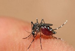 عقار جديد يقضي على البعوض في مهده