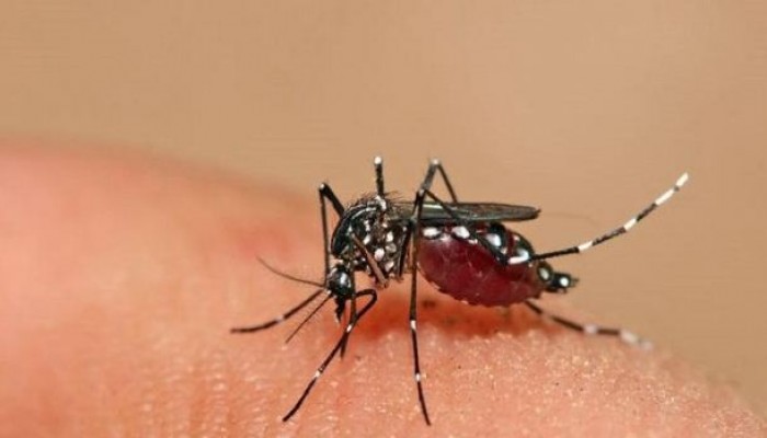 عقار جديد يقضي على البعوض في مهده