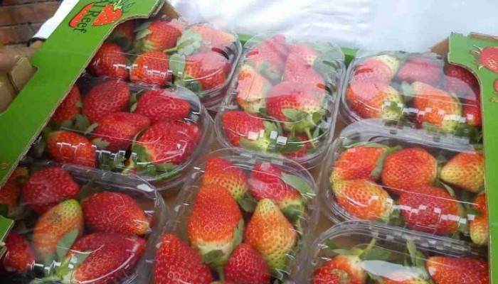 ارتفاع ضحايا الفراولة المصرية لـ 50 إصابة بالتهاب الكبد بأمريكا