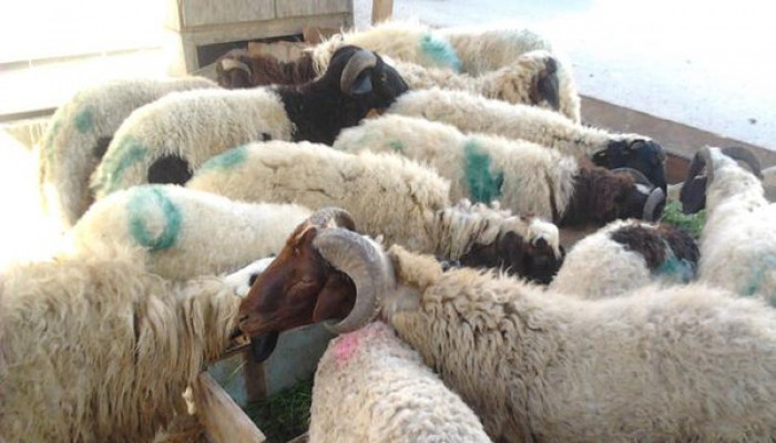 أسعار الأضحية "نار" .. ولا إقبال