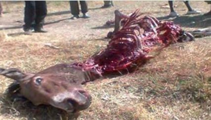 بالصور: العثور على 100 حمار مذبوح بالعياط