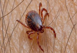 الرعب يسيطر على أهالي طنطا بسبب انتشار حشرات مميتة