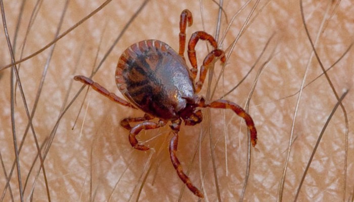 الرعب يسيطر على أهالي طنطا بسبب انتشار حشرات مميتة