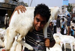 كيف تشتري أضحية صحية؟
