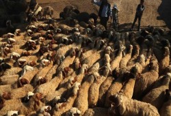أضاحي العيد تكسر حصار غوطة دمشق