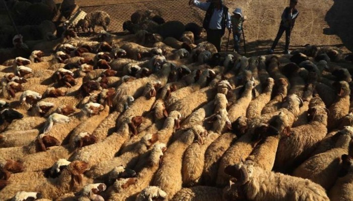 أضاحي العيد تكسر حصار غوطة دمشق