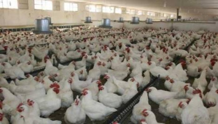 ارتفاع أسعار الدواجن 4 جنيهات للكيلو