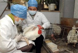 8 طرق للتعرف على الدجاج المحقون بهرمونات