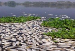 صرف ومخلفات المصانع بالغربية يتسبب في نفوق أطنان الأسماك