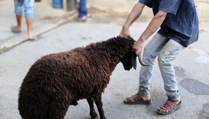 نصائح للتعامل مع أضحية العيد