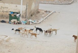 أهالي دمنهور يستغيثون من انتشار الكلاب الضالة