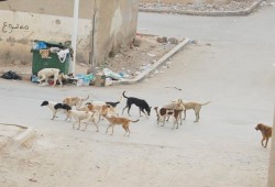 أهالي دمنهور يستغيثون من انتشار الكلاب الضالة