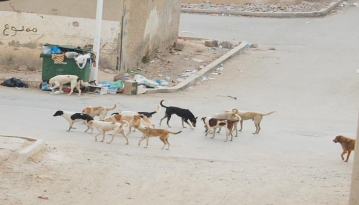 أهالي دمنهور يستغيثون من انتشار الكلاب الضالة