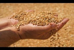 الأذرع الإعلامية لـ "السيسي" تهيئ الرأي العام للقبول باستيراد "القمح المصاب بالإرجوت"(فيديو)-