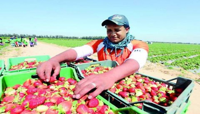 طوارئ في الأردن والإمارات بسبب "الفراولة" المصرية