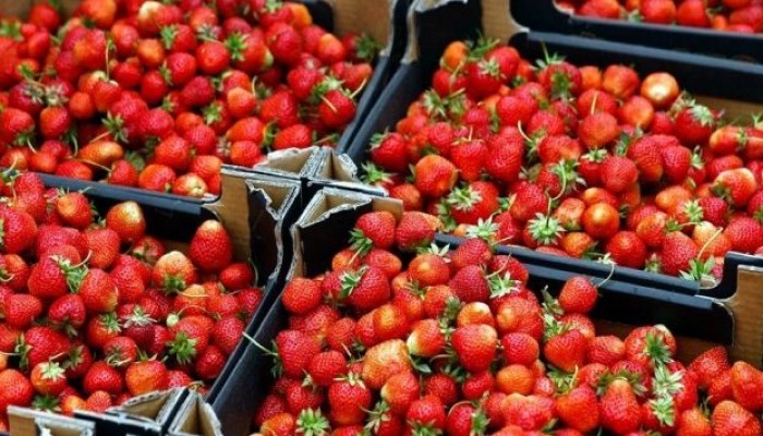 الكويت تمنع دخول الفراولة المصرية ومنتجات الخضار