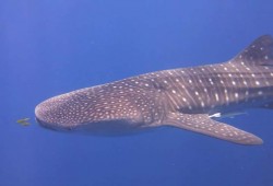 ظهور القرش الحوت من جديد بشواطئ الغردقة